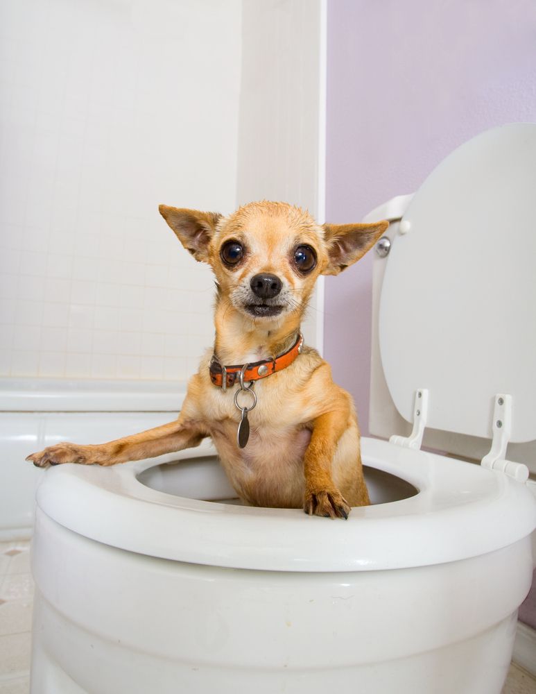 Bizarre Things People Have Flushed Down The Toilet
